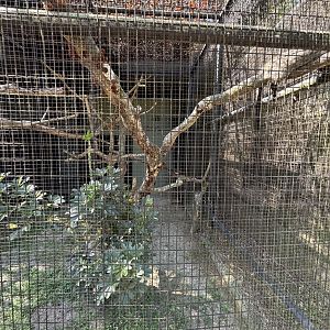 Common Palm Civet Exhibit