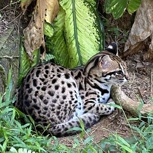 Leopard Cat