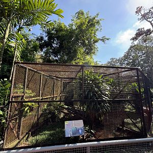 Eurasian Lynx Exhibit