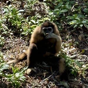 Agile Gibbon