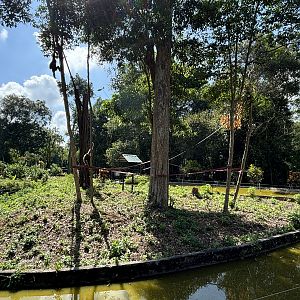 White-handed Gibbon Exhibit #2