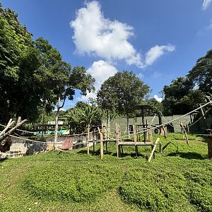 Bornean Orangutan Exhibit