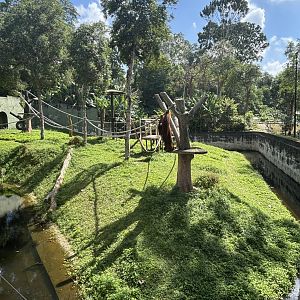 Bornean Orangutan Exhibit