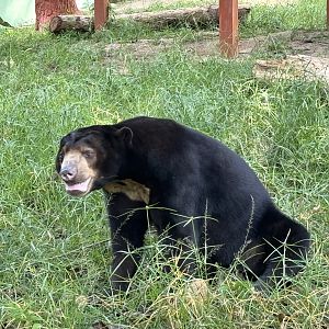 Sun Bear