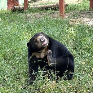 Sun Bear