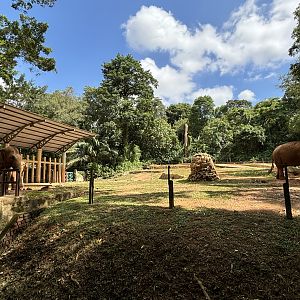 Asian Elephant Exhibit