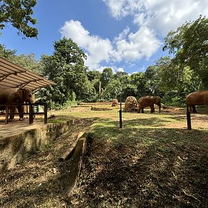 Asian Elephant Exhibit