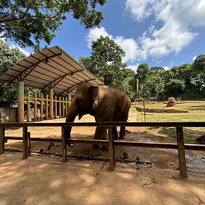 Asian Elephant Exhibit