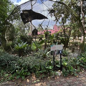 Spotted Wood Owl Aviary