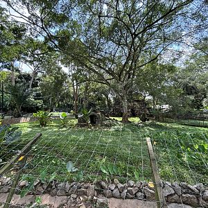 Mainland Serow Exhibit