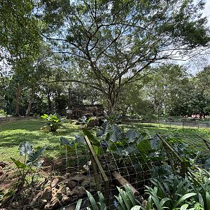 Mainland Serow Exhibit