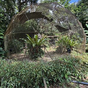 Barred Eagle Owl Aviary