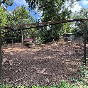 Javan Rusa Deer Exhibit