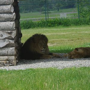 2014 - African Lion, Simba Lion Country