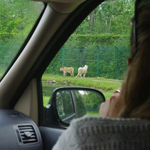 2014 - African Lions