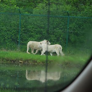 2014 - White African Lions