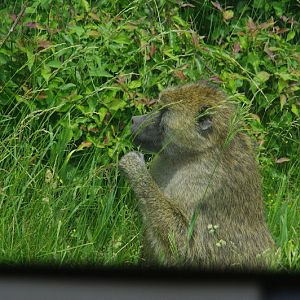 2014 - Olive Baboon, Wankie Bushland Trail