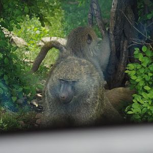 2014 - Olive Baboons, Wankie Bushland Trail
