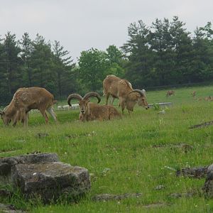 2014 - Barbary Sheep, Rocky Ridge Veldt