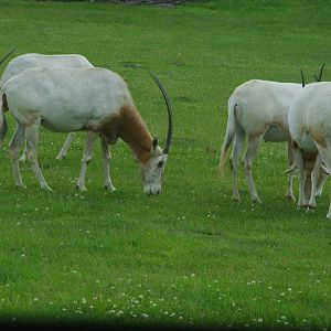 2014 - Scimitar-horned Oryx, Rocky Ridge Veldt