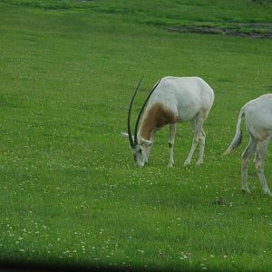 2014 - Scimitar-horned Oryx, Rocky Ridge Veldt