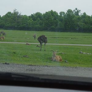 2014 - Barbary Sheep, Common Ostrich and Grant's Zebras, Rocky Ridge Veldt