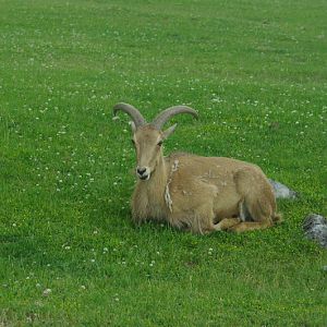 2014 - Barbary Sheep, Rocky Ridge Veldt