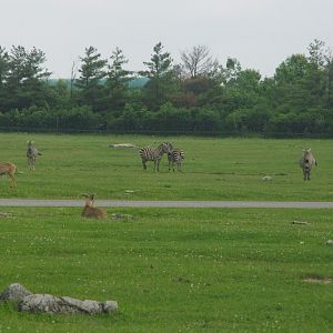 2014 - Grant's Zebras and Barbary Sheep, Rocky Ridge Veldt