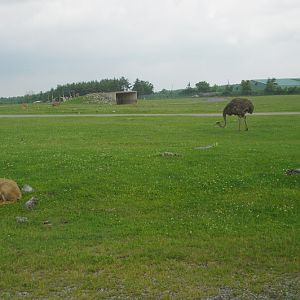 2014 - Barbary Sheep and Common Ostrich, Rocky Ridge Veldt