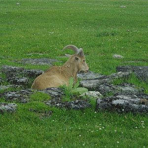 2014 - Barbary Sheep, Rocky Ridge Veldt