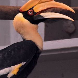 Zoo Johor - Great Hornbill