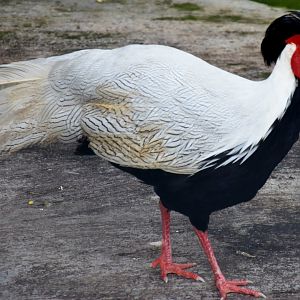 Zoo Johor - Silver Pheasant