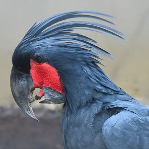 Zoo Johor - Palm Cockatoo