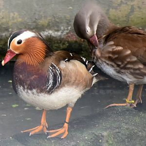 Zoo Johor - Mandarin Duck