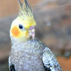 Zoo Johor - Cockatiel
