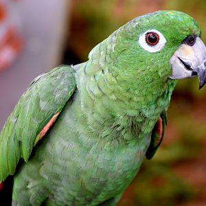 Zoo Johor - Southern Mealy Amazon