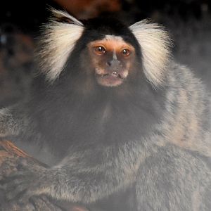 Zoo Johor - Common Marmoset