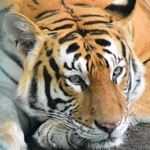 Zoo Johor - Malayan Tiger