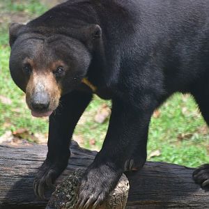 Zoo Johor - Sun Bear