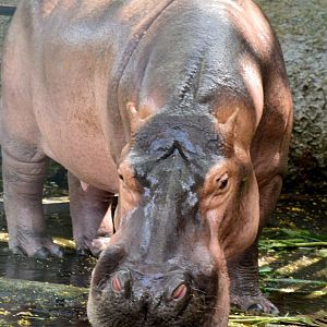 Zoo Johor - Hippopotamus