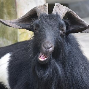 Zoo Johor - American Pygmy Goat