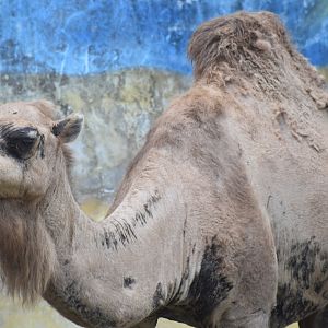 Zoo Johor - Dromedary