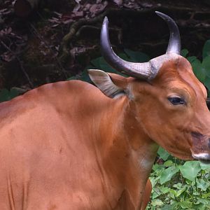 Zoo Johor - Banteng