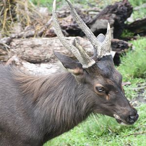 Zoo Johor - Malayan Sambar stag