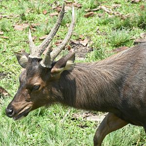 Zoo Johor - Malayan Sambar stag