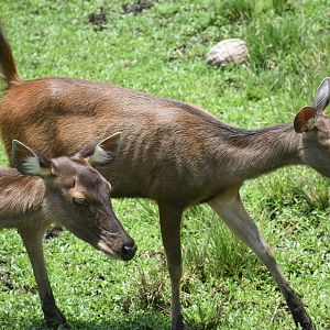 Zoo Johor - Malayan Sambar doe