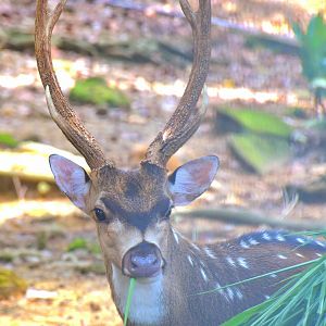 Zoo Johor - Axis Deer stag