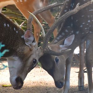 Zoo Johor - Axis Deer stags sparring
