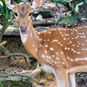 Zoo Johor - Axis Deer doe