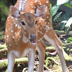Zoo Johor - Axis Deer doe